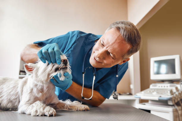 Best Urgent Dental Care in Buckner, MO